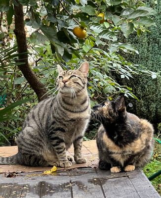 Ben ça alors ont-ils l’air de penser en regardant la « vieille » Nickie en haut de l’arbre