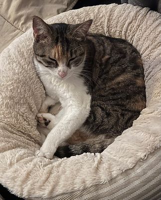 Rubyblanche blessée à la patte avant gauche