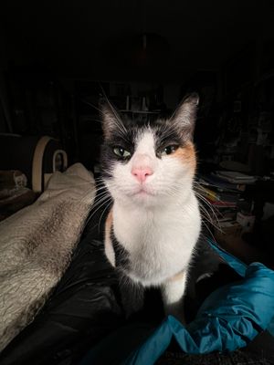 Léonie