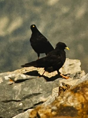 Des choucas familiers espèrent que nous allons leur laisser quelques miettes