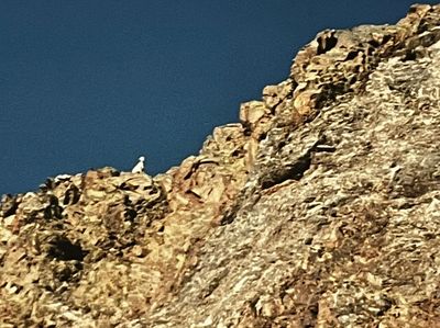 Un mouton dans la rocaille à plus de 3000 mètres d’altitude ! Et pas un brin d'herbe.