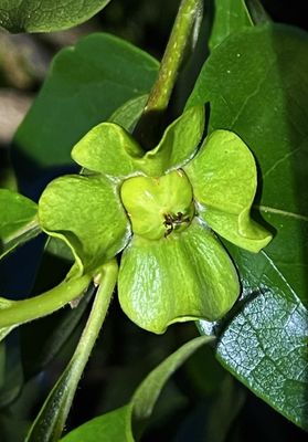 Fleur de plaqueminier (kaki).