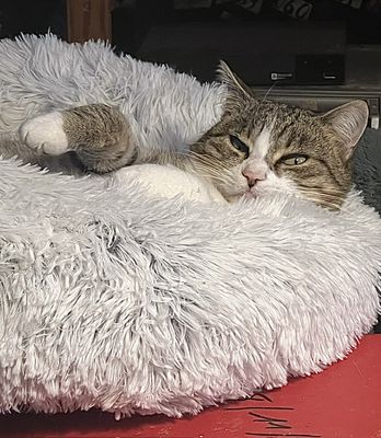 Nickie dans son nid.