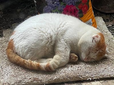 Une bonne sieste de Jérôme en attendant le prochain repas