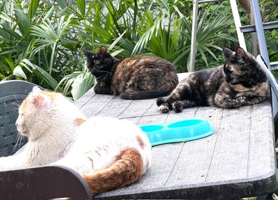 En famille Jerome, Inky et leur fille Iby (à dte)