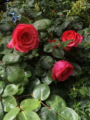 Belles fleurs de rosiers