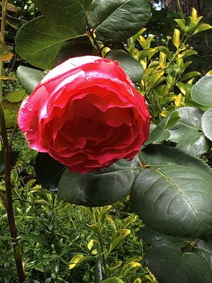 Fleur de camlia