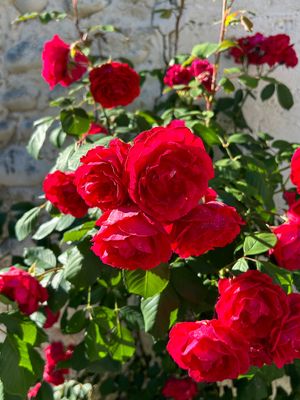 Belles fleurs de rosiers
