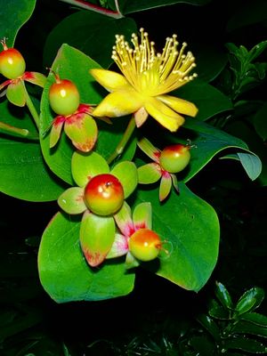 Fleur et fruits du millepertuis