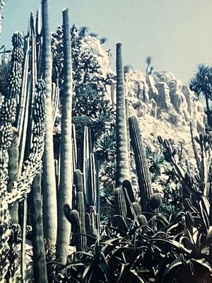 Jardin exotique de Monaco en 1955