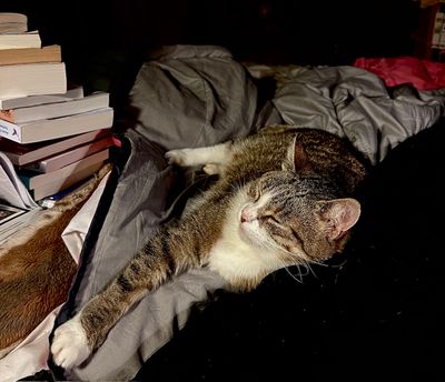 Le sommeil complice de Nickie
