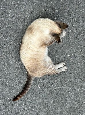 Un (presque) sosie de Maddie