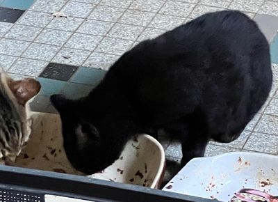 Premier repas en commun dans la maison