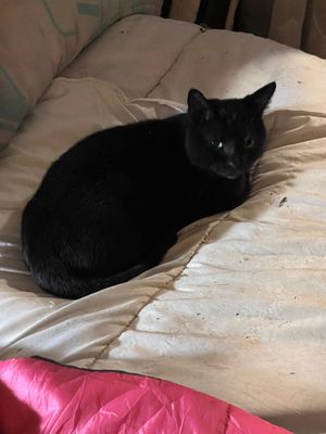 Aprs avoir test un coussin de chat Herv a investi un lit !