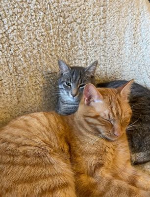 Inky et ses enfants