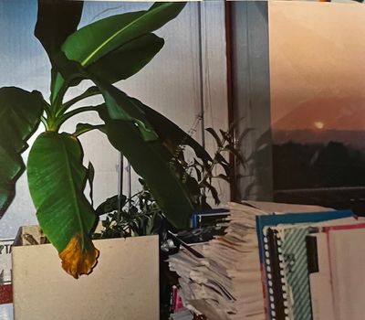 Coucher de soleil sur bananier de bureau