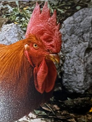 Un coq fier de lui