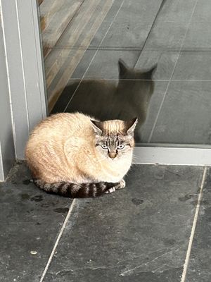 Chat abandonn de Mourenx