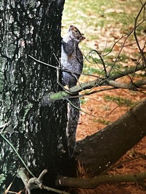 Écureuil américain dans le parc du centre de recherche de KoP*