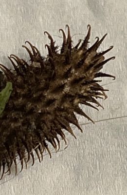 Détail du fruit de la bardane