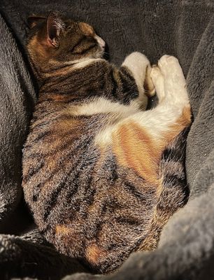 Ruby dans son petit nid