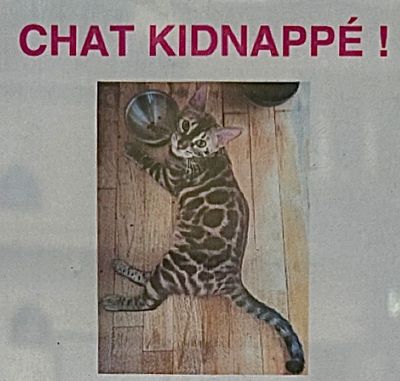Les pauvres chats laissés pour compte ou volés