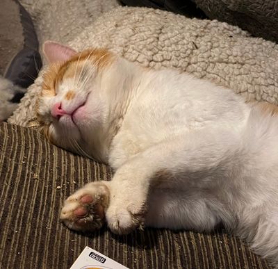 Louis lors d'un sommeil paisible
