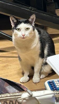 Oreo, la minette de Rebecca, janvier 2025