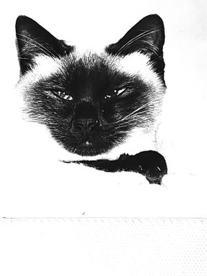 Chat graphique