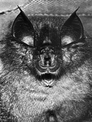 Portrait de chauve-souris