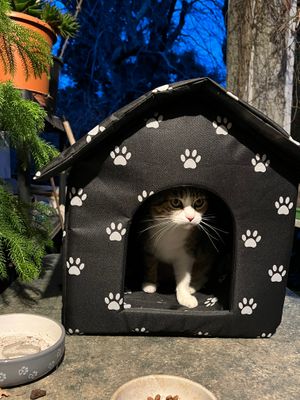 Nickie et sa nouvelle petite maison