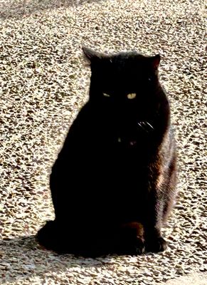 Chat sans nom et vivant sur le campus de l'ASP* a Paris