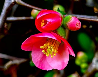Fleur de pommier du Japon