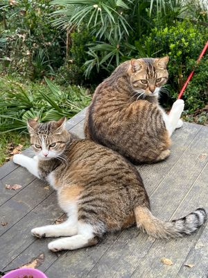 Nickie et Mitsouki