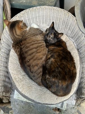 Mitsuki et Inky se tiennent chaud (ils sont sur la terrasse)