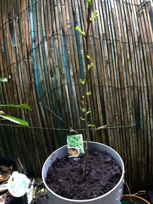 Gingko Biloba 8 mars