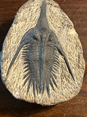 Trilobites