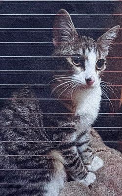 Les chats