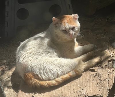 Jérôme le SnobCat