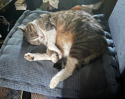 Nickie née le 25 aout 2017