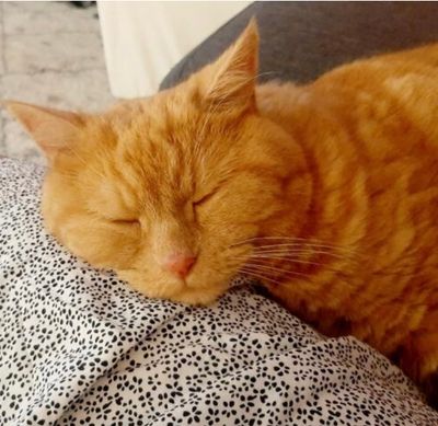Jesse, 11 ans