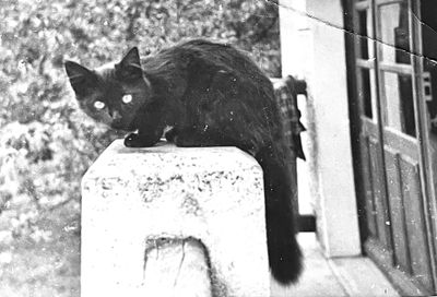 Les chats