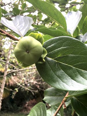 Au fabuleux pays des fleurs, des fruits, des herbes ....
