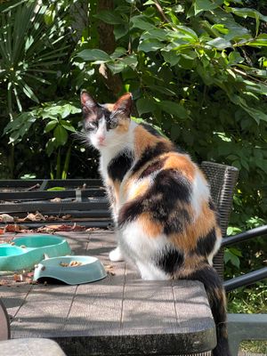 austudiojmochats