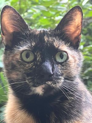 austudiojmochats