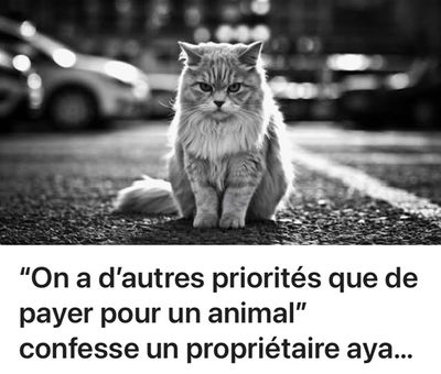 Les chats