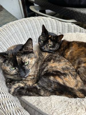 Inky et ses enfants