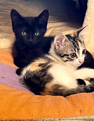 Les chats