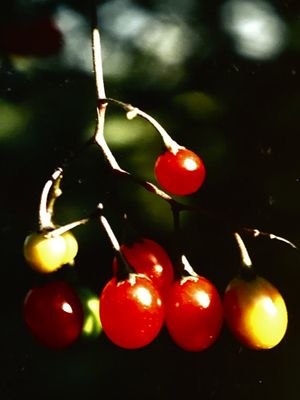 IMG_8156.jpeg