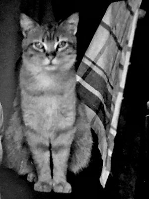 Les chats